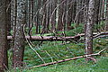 Bernhard Saalfeld - DSC06670.JPG