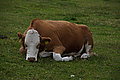 Bernhard Saalfeld - DSC06845.JPG