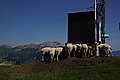 Bernhard Saalfeld - DSC07189.JPG