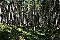 Bernhard Saalfeld - DSC07349.JPG