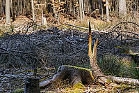 Bernhard Saalfeld - DSC01901.jpg