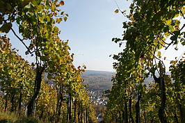 Bernhard Saalfeld - H.JPG