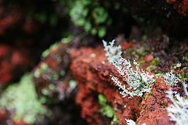 DSC05904_t.JPG