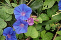 Bernhard Saalfeld - DSC03800.JPG