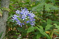 Bernhard Saalfeld - DSC03825.JPG