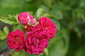 Bernhard Saalfeld - DSC03828.JPG