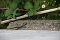 Bernhard Saalfeld - DSC03832.JPG
