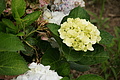 Bernhard Saalfeld - DSC03898.JPG