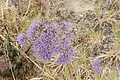 Bernhard Saalfeld - DSC03902.JPG
