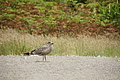 Bernhard Saalfeld - DSC03948.JPG