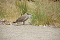 Bernhard Saalfeld - DSC03949.JPG