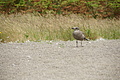 Bernhard Saalfeld - DSC03950.JPG