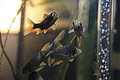 Bernhard Saalfeld - DSC04003.JPG