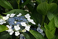 Bernhard Saalfeld - DSC04011.JPG