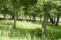 Bernhard Saalfeld - DSC04013.JPG