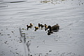 Bernhard Saalfeld - DSC04018.JPG
