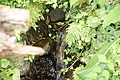 Bernhard Saalfeld - DSC04025.JPG