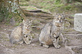 Bernhard Saalfeld - DSC04060.JPG