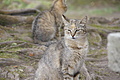 Bernhard Saalfeld - DSC04065.JPG