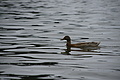 Bernhard Saalfeld - DSC04067.JPG