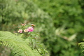 Bernhard Saalfeld - DSC04105.JPG