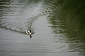 Bernhard Saalfeld - DSC04129.JPG