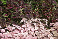 Bernhard Saalfeld - DSC04135.JPG