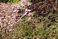 Bernhard Saalfeld - DSC04136.JPG