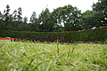 Bernhard Saalfeld - DSC04138.JPG