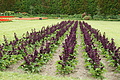 Bernhard Saalfeld - DSC04139.JPG