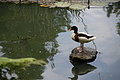 Bernhard Saalfeld - DSC04193.JPG