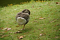 Bernhard Saalfeld - DSC04200.JPG
