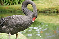 Bernhard Saalfeld - DSC04206.JPG