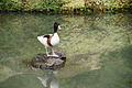 Bernhard Saalfeld - DSC04209.JPG