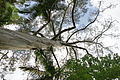 Bernhard Saalfeld - DSC04223.JPG