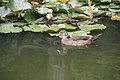 Bernhard Saalfeld - DSC04240.JPG