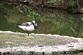 Bernhard Saalfeld - DSC04241.JPG