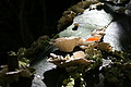 Bernhard Saalfeld - DSC04339.JPG