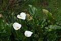 Bernhard Saalfeld - DSC04346.JPG