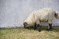 Bernhard Saalfeld - DSC04379.JPG