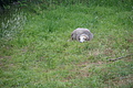 Bernhard Saalfeld - DSC04401.JPG