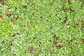 Bernhard Saalfeld - DSC04470.JPG