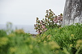 Bernhard Saalfeld - DSC04580.JPG