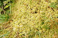 Bernhard Saalfeld - DSC04589.JPG