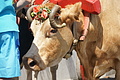 Bernhard Saalfeld - DSC04737.JPG