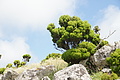 Bernhard Saalfeld - DSC04808.JPG