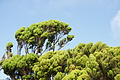 Bernhard Saalfeld - DSC04809.JPG