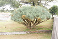 Bernhard Saalfeld - DSC04966.JPG