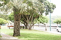 Bernhard Saalfeld - DSC04988.JPG