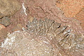 Bernhard Saalfeld - DSC05146.JPG